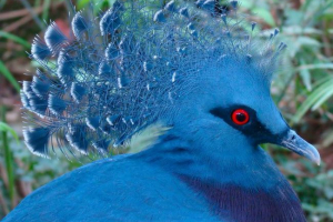 Венеціанський голуб: цар Венеціанський голуб: цар
